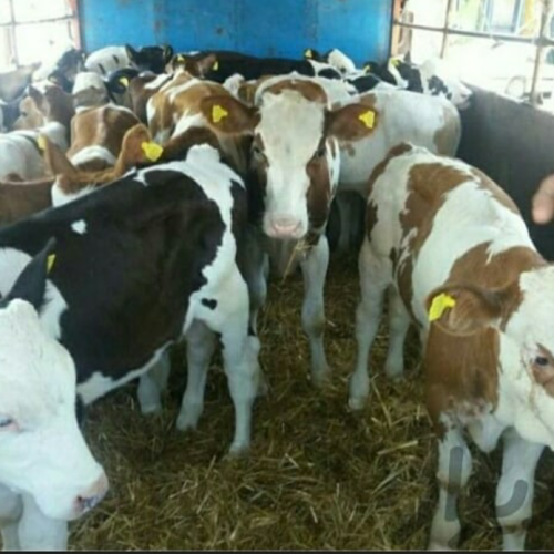خریدوفروش انواع گوساله های داشتی وپرواری