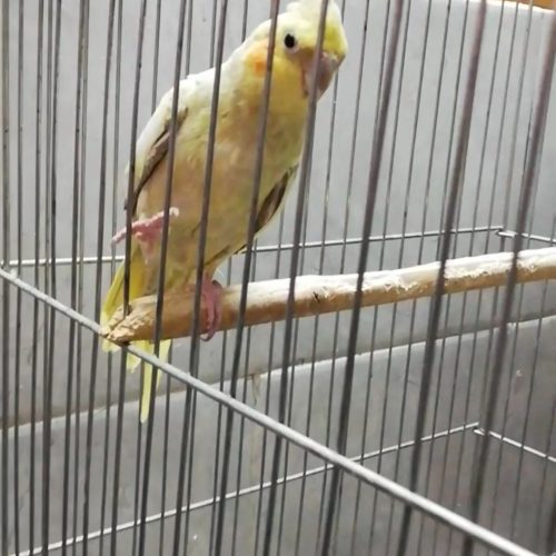 عروس هلندی مولد