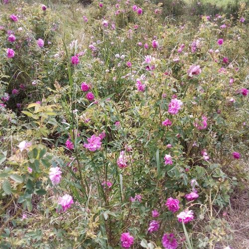 باغ در بهترین لوکیشن روستا فقط 400متر با جاده اصلی فاصله دارد کلی درخت میوه دارد و دارای گل محمدی