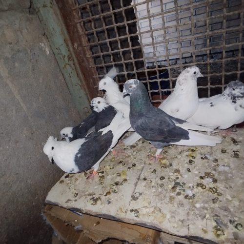 دو عدد ‌ اردک ‌و‌8تاکفتر‌