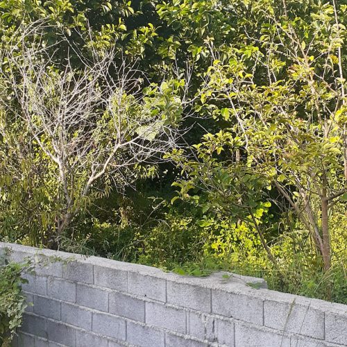 فروش زمین در مازندران نوشهر ملکار