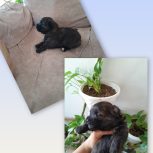 توله سگ پامر