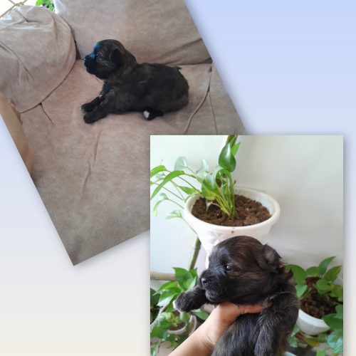 توله سگ پامر