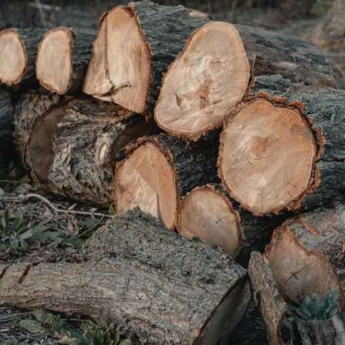 خرید چوب به قیمت روز