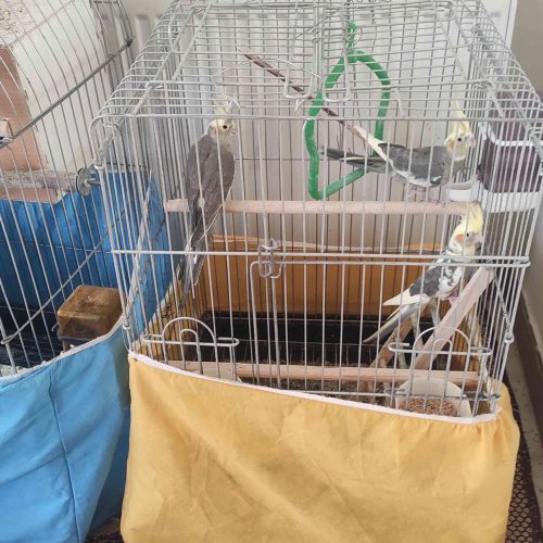 عروس هلندی فقط 480