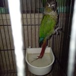 گیرینچیک ..عروس هلندی..مرغ عشق….همه دست پرورده خودم