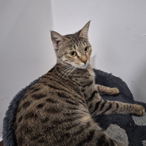 واگذاری رایگان 4 گربه DSHهمرا با مادرشان