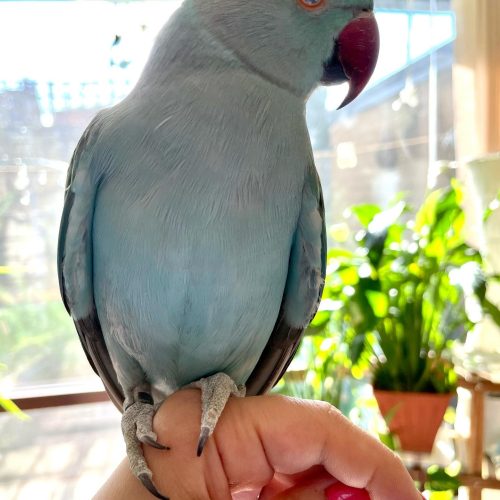 طوطی ملنگو لوتینو