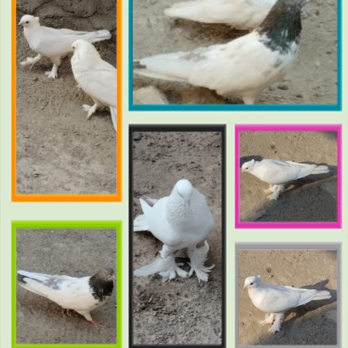 پرنده فروشی توافقی معاوضه هم میکنم نوک سیاه سیاه رنگ کاکلی