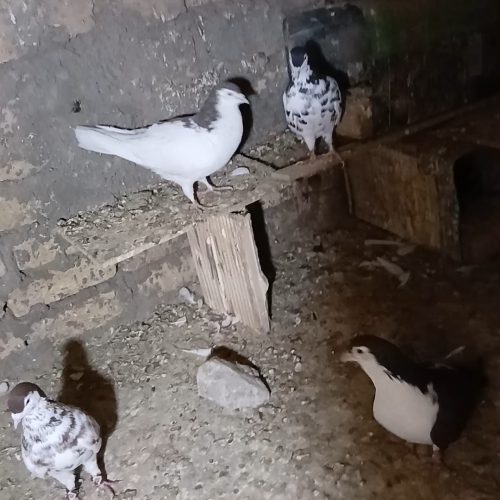 رنگه افشون