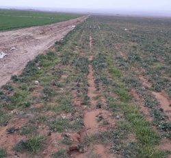 فروش 3000 متر زمین در کاکون