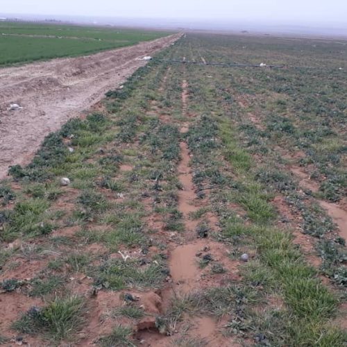 فروش 3000 متر زمین در کاکون