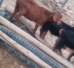 بز پاکستانی