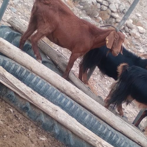 بز پاکستانی