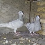 کبوتر پلاکی دوخط سفید