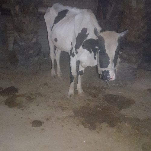 این گاو وگوساله به فروش میرسد