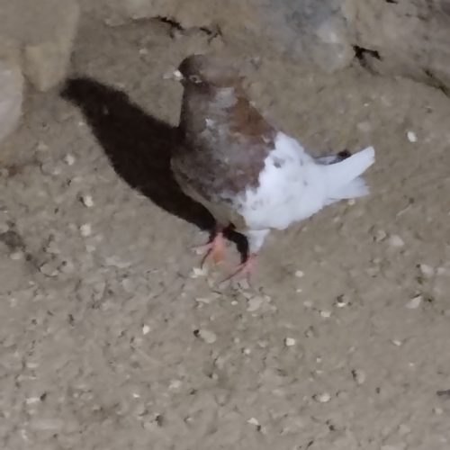 پرنده فروشی توافقی معاوضه هم میکنم نوک سیاه سیاه رنگ کاکلی