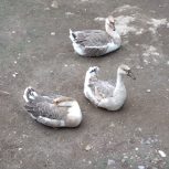 فروش سه عدد غوغاز