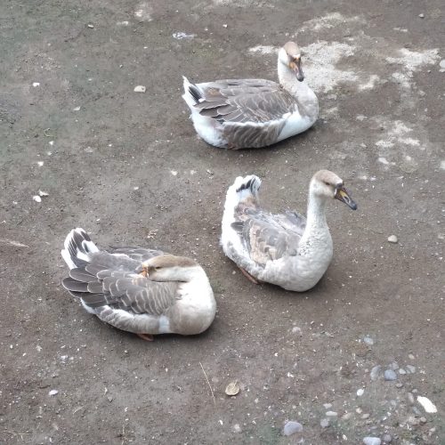 فروش سه عدد غوغاز