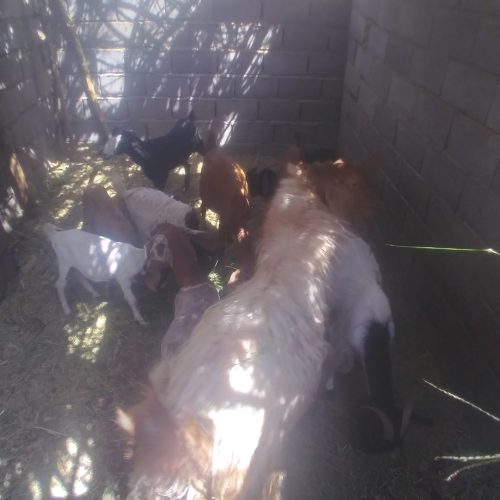 گوسفند فروشی