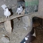 رنگه افشون