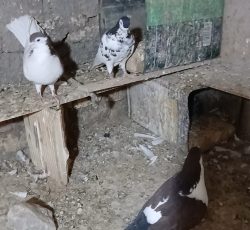 رنگه افشون