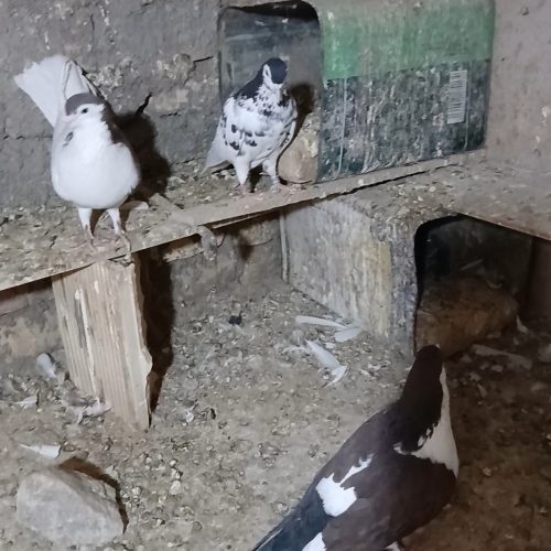 رنگه افشون