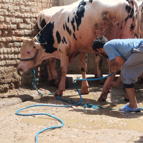 سلام 4عددگوساله درج یک به فروش میرس