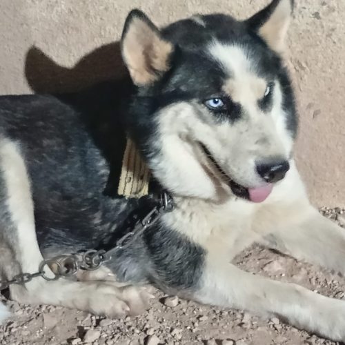 دوعدد سگ هاسکی