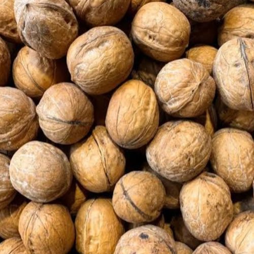 فروش گردو