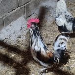 مرغ بالغ و طاقچه