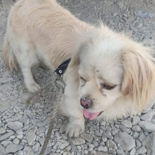 سک پاکوتاه زرنک باهوش