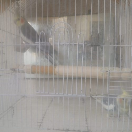 دو عدد عروس هلندی نر