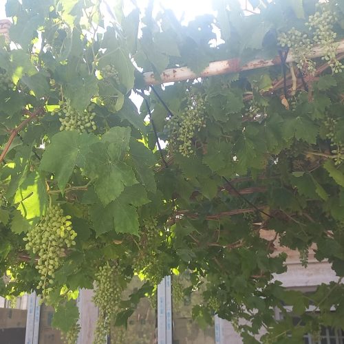 منزل ویلایی فروشی