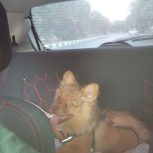 سگ پامر 3 ماهه فروش فوری