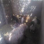 گوسفند فروشی