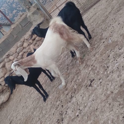 بز پاکستانی
