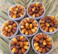 فروش رطب و خرمای درجه یک