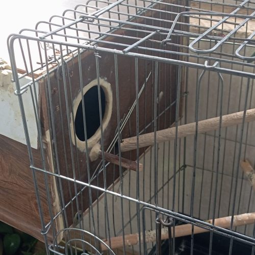 جفت مولد ملنگو