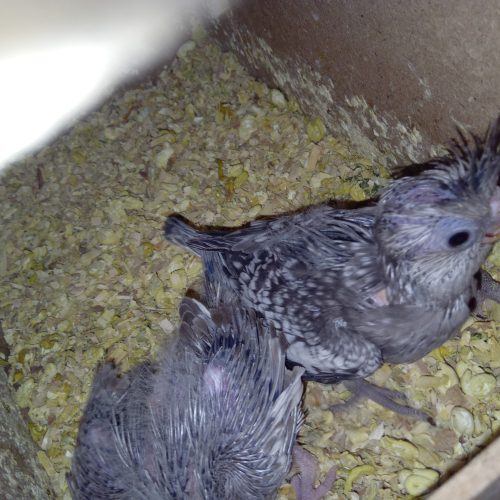 گیرینچیک ..عروس هلندی..مرغ عشق….همه دست پرورده خودم