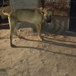 سگ نگهبان نژاد خراسانی