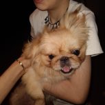 سگه پا کوتاه