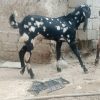 نر بز پنجاپ فروشی