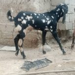 نر بز پنجاپ فروشی