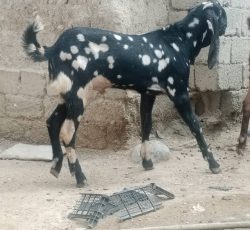 نر بز پنجاپ فروشی