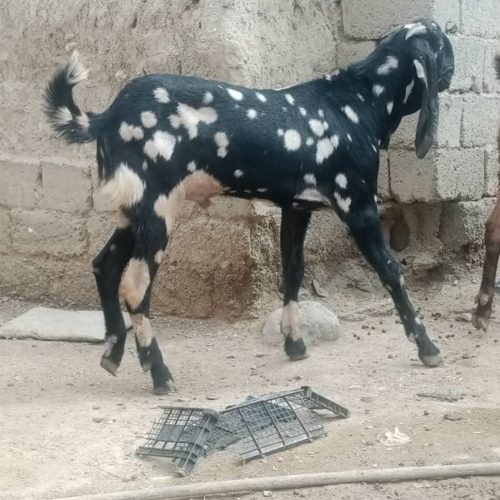 نر بز پنجاپ فروشی