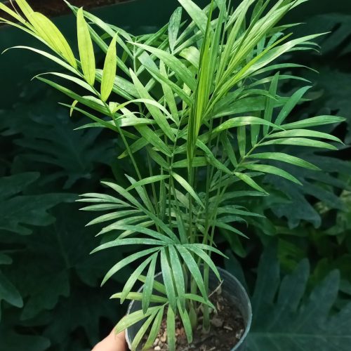 گل وگیاه، شامادورا، برگ انجیری فر