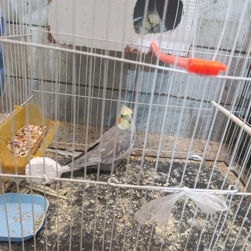 یک جفت عروس هلندی