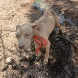 خوزستان شوش دانیال