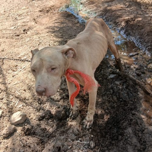 خوزستان شوش دانیال